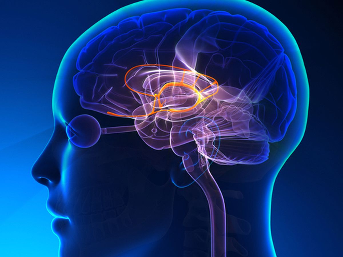 Trauma and the Brain: Actionable Neuroscience for Stress, Anxiety and Trauma # 3 April 2025 # LIVE, Online, Interactive Workshop #